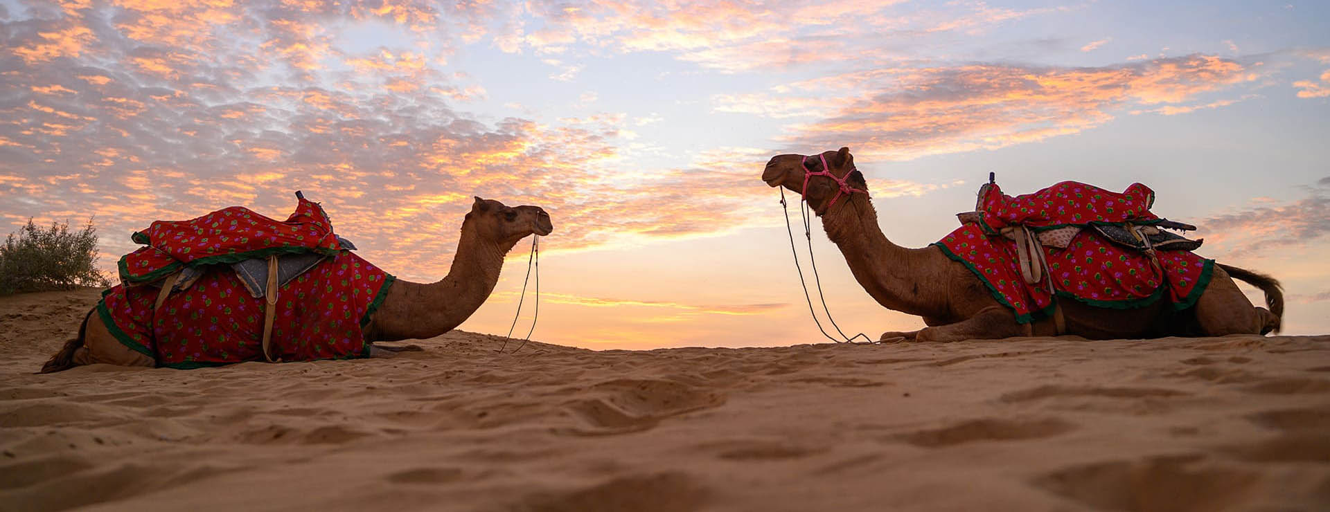 Camel Desert Safari Jaisalmer