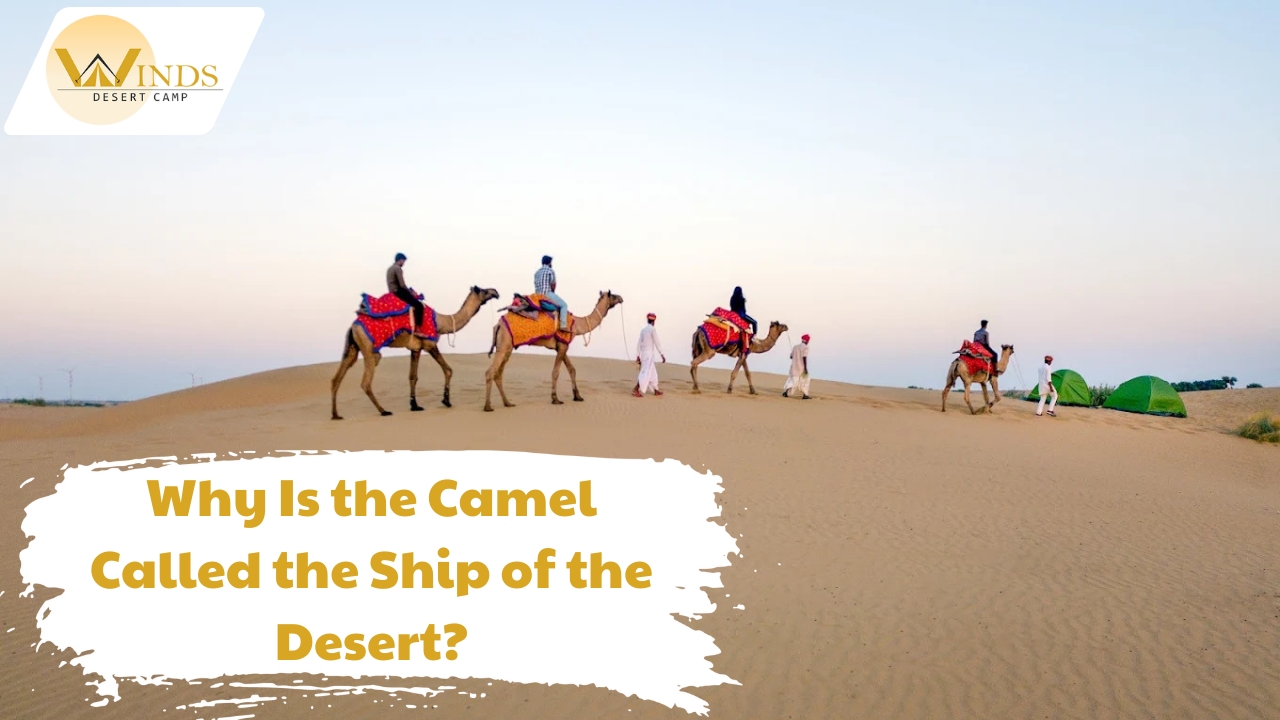 Why Is the Camel Called the Ship of the Desert? - Winds