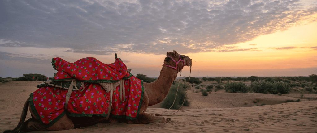 Camel Desert Safari